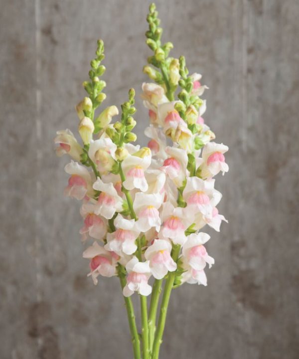 Potomac Appleblossom - Snapdragon Seed