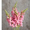 Potomac Pink - (F1) Snapdragon Seed