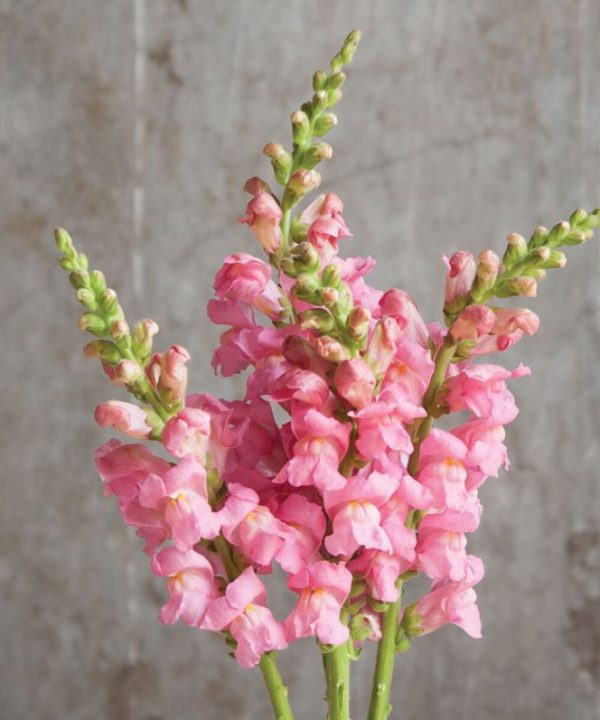 Potomac Pink - (F1) Snapdragon Seed