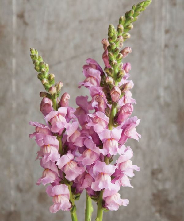 Potomac Lavender - (F1) Snapdragon Seed
