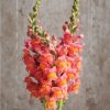 Potomac Orange - (F1) Snapdragon Seed
