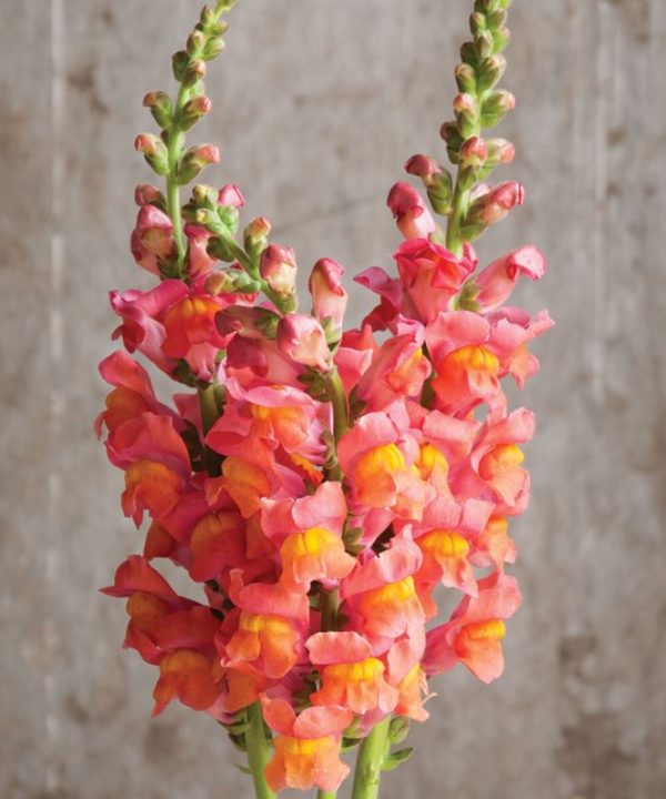 Potomac Orange - (F1) Snapdragon Seed