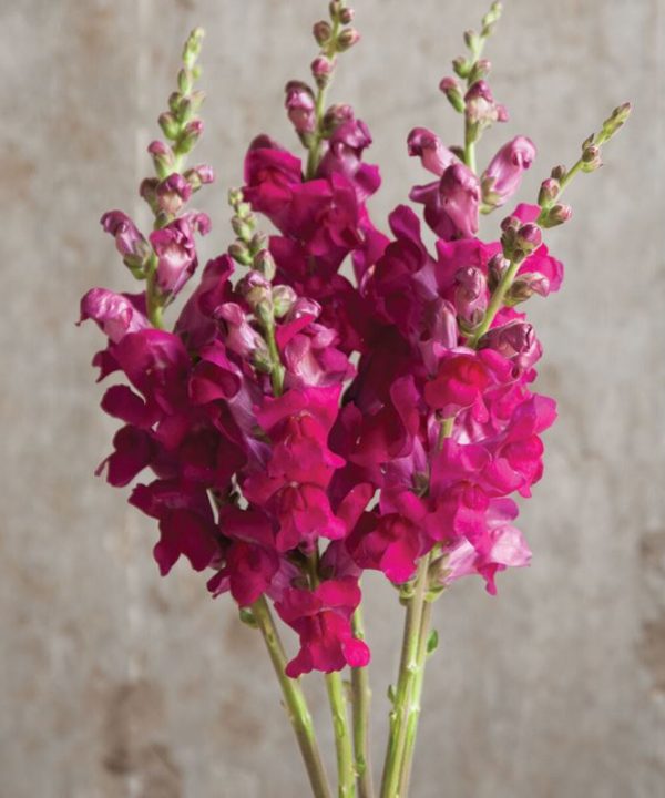 Potomac Royal - (F1) Snapdragon Seed