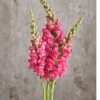 Potomac Cherry Rose - Snapdragon Seed