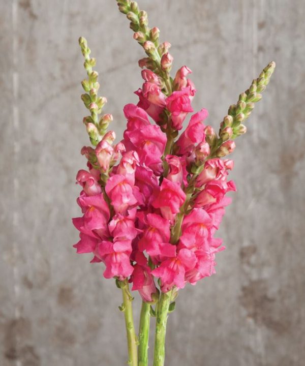 Potomac Cherry Rose - Snapdragon Seed