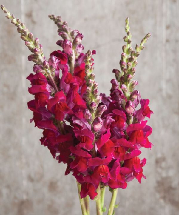 Potomac Red - (F1) Snapdragon seed