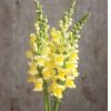 Potomac Yellow - (F1) Snapdragon Seed