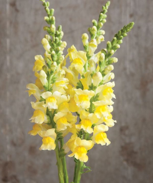 Potomac Yellow - (F1) Snapdragon Seed