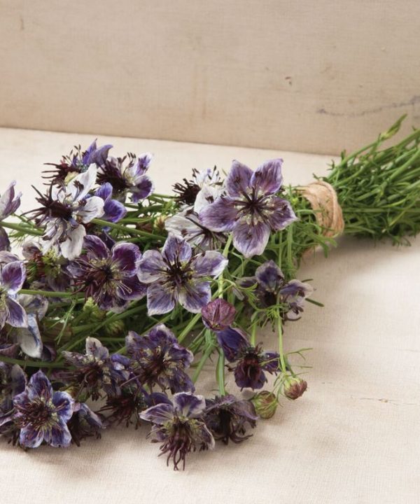 Delft Blue - Nigella Seed