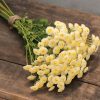 Magic Lime Green - Organic Matricaria Seed
