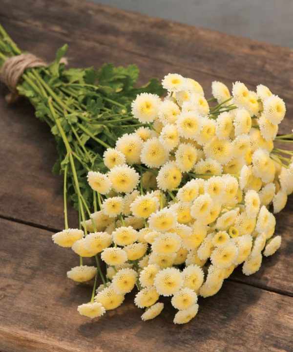 Magic Lime Green - Organic Matricaria Seed