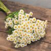 Magic Single - Matricaria Seed