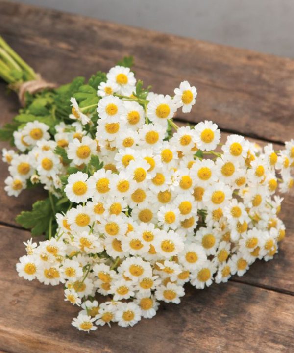 Magic Single - Matricaria Seed