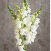 Potomac White - (F1) Snapdragon Seed