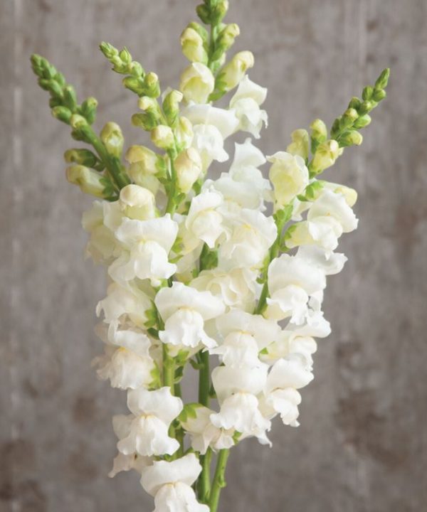 Potomac White - (F1) Snapdragon Seed