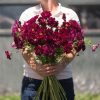 Double Click Cranberries - Cosmos Seed