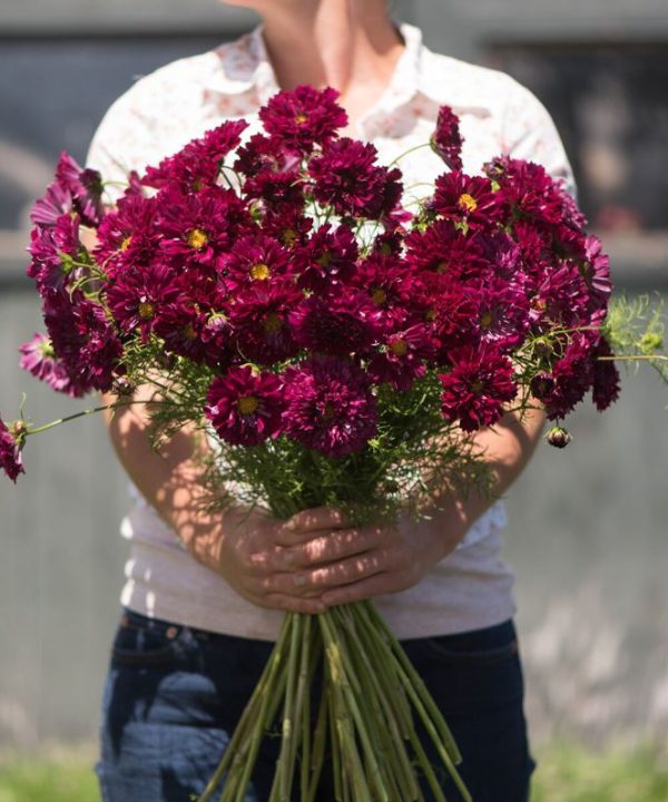 Double Click Cranberries - Cosmos Seed