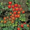 Apero - (F1) Tomato Seed