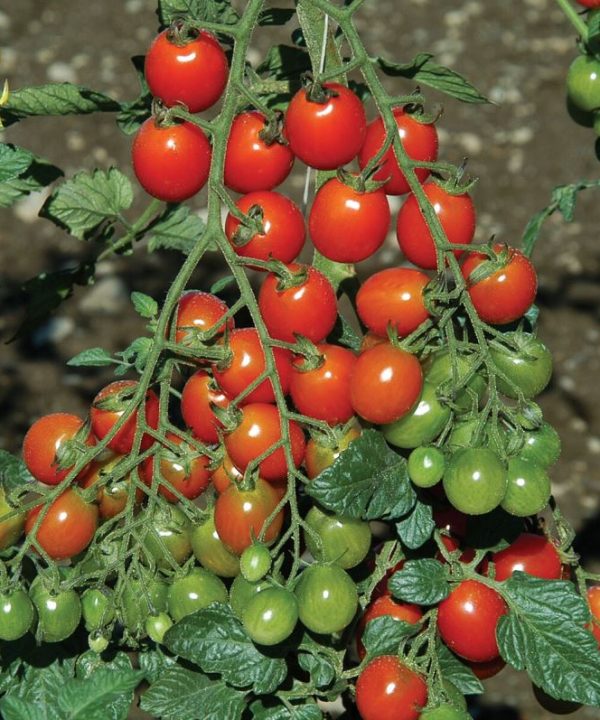 Apero - (F1) Tomato Seed