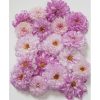 Double Click Bicolor Pink - Cosmos Seed
