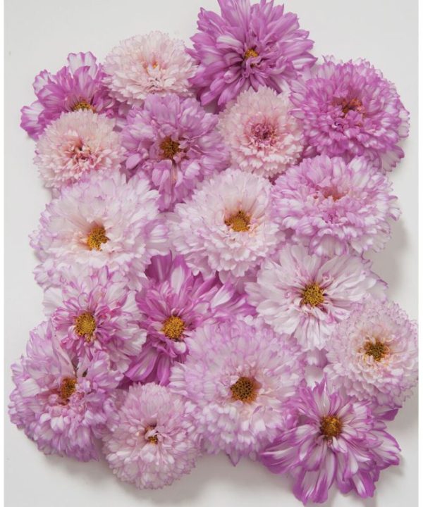 Double Click Bicolor Pink - Cosmos Seed