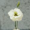 Mariachi Lime Green Lisianthus