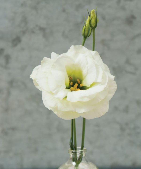 Mariachi Lime Green Lisianthus