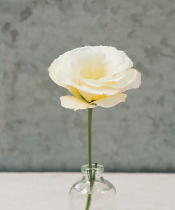 Mariachi Yellow - Lisianthus Seed