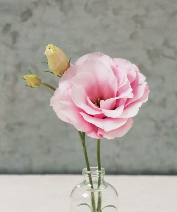 Mariachi Pink - (F1) Lisianthus Seed