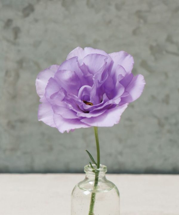 Mariachi Lavender - Lisianthus Seed
