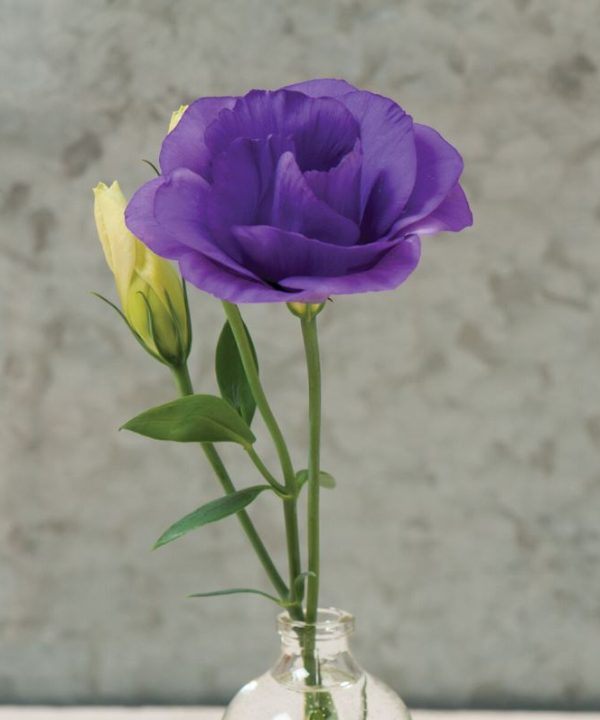 Mariachi Blue - (F1) Lisianthus Seed
