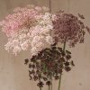 Dara - Daucus Seed