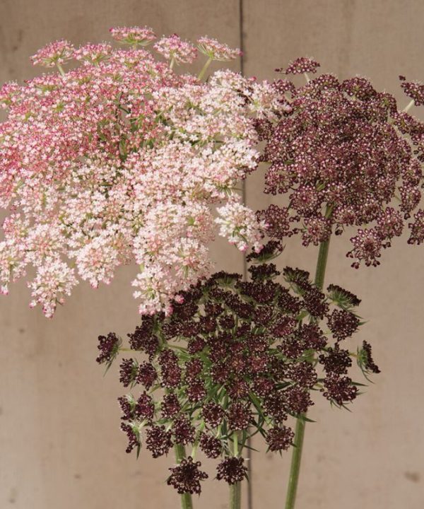 Dara - Daucus Seed