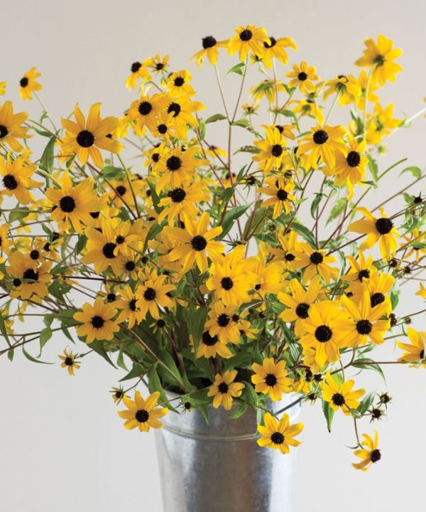 Rudbeckia triloba - Flower Seed