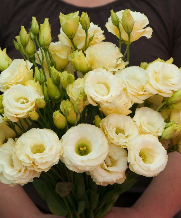 Arena III Gold - (F1) Lisianthus Seed