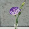 Arena III Blue Picotee Lisianthus