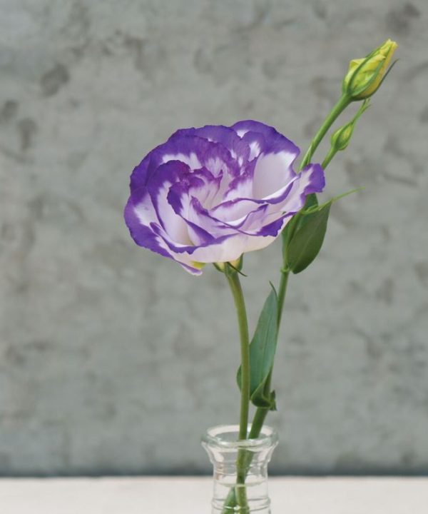 Arena III Blue Picotee Lisianthus