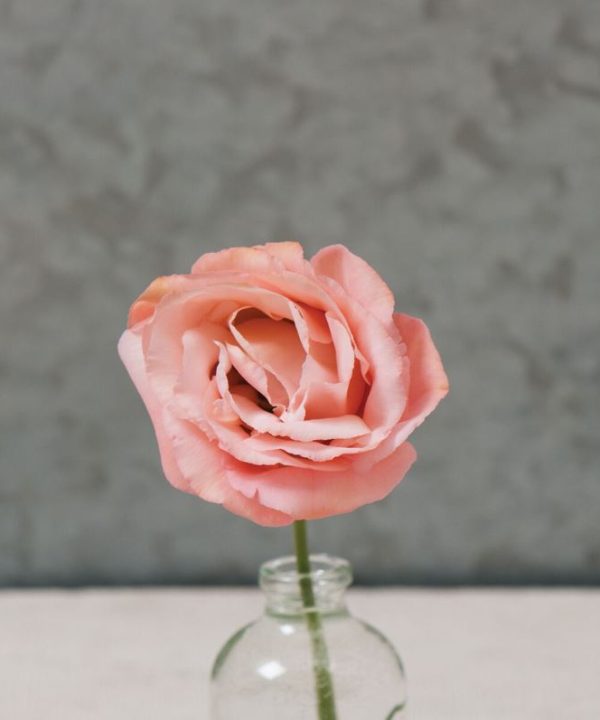 Arena III Apricot - Lisianthus Seed