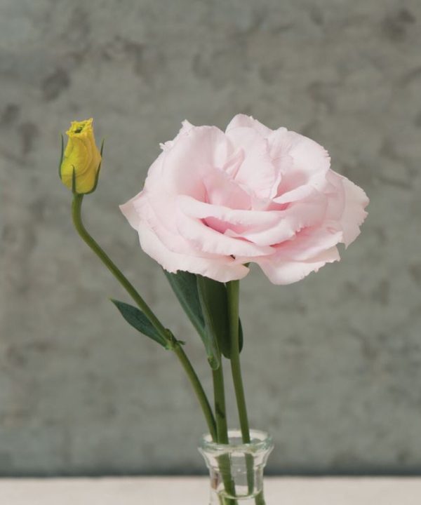 Arena III Baby Pink - Lisianthus Seed