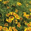 Lemon Star - Marigold Seed