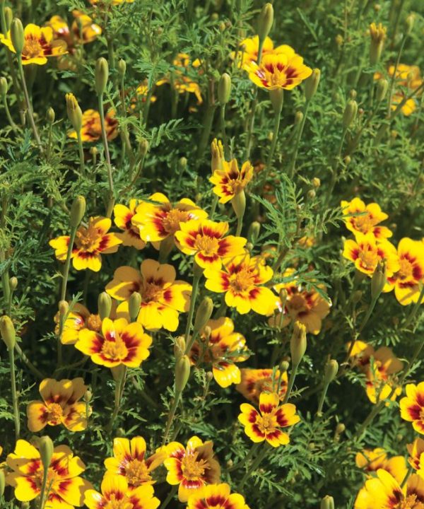 Lemon Star - Marigold Seed