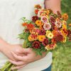 Jazzy Mix - Zinnia Seed
