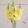 Chantilly Cream Yellow - Snapdragon Seed