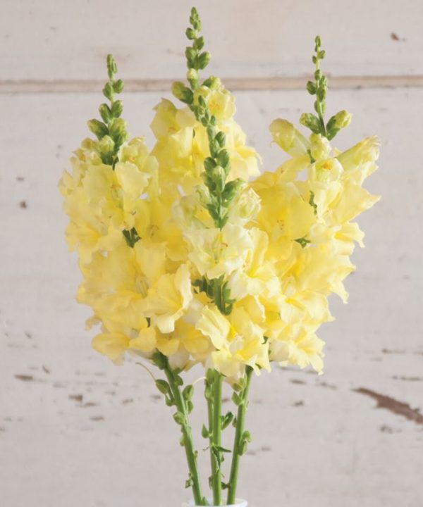 Chantilly Cream Yellow - Snapdragon Seed