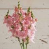 Chantilly Light Pink Snapdragon Seeds