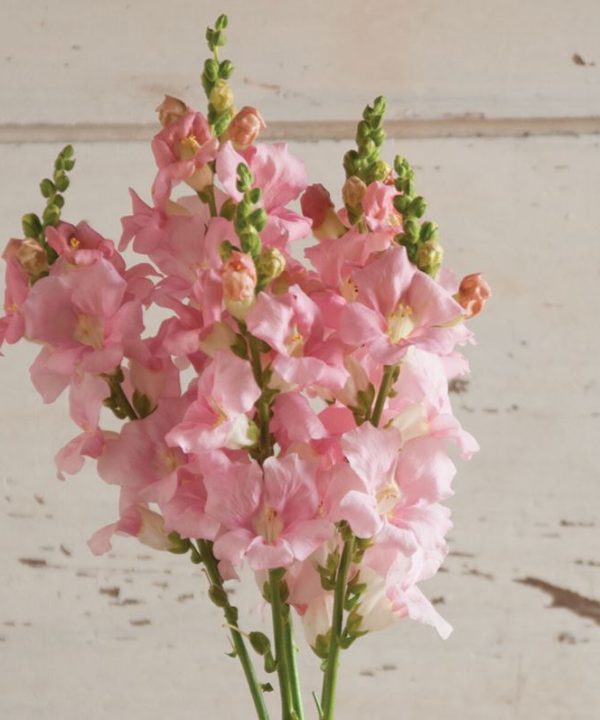 Chantilly Light Pink Snapdragon Seeds