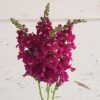 Chantilly Purple - (F1) Snapdragon Seed