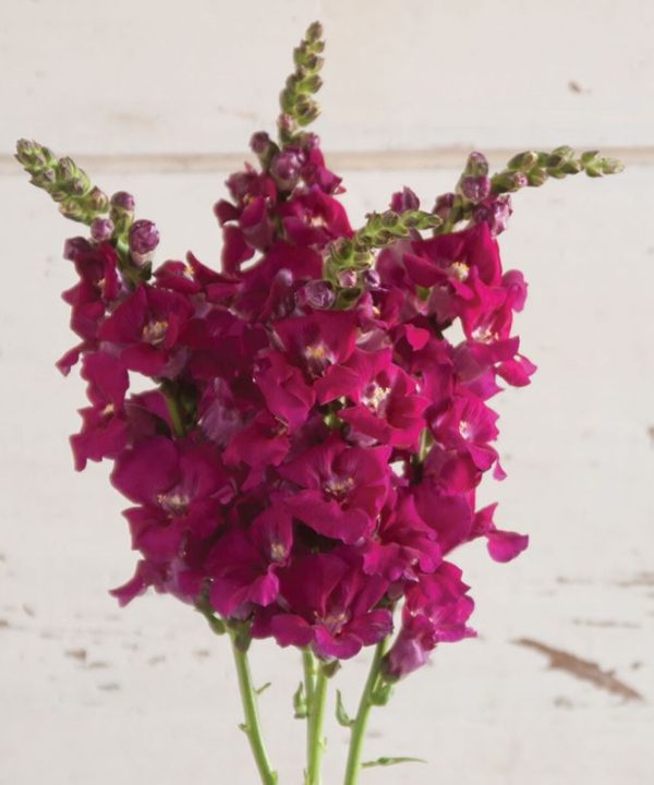 Chantilly Purple - (F1) Snapdragon Seed