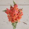 Chantilly Bronze - (F1) Snapdragon Seed