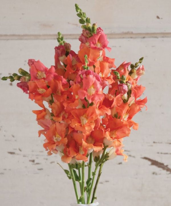 Chantilly Bronze - (F1) Snapdragon Seed